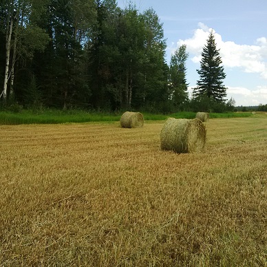 Bales in field with standing grass in background