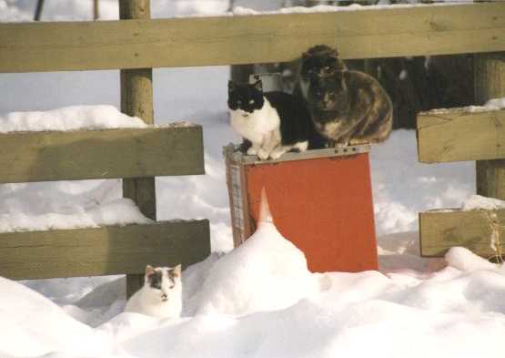 Keeping warm by the stock waterer